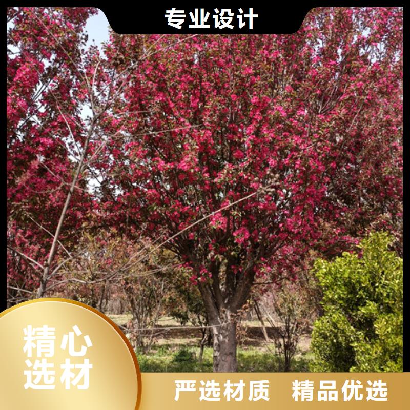 法桐,五角枫好厂家有担当
