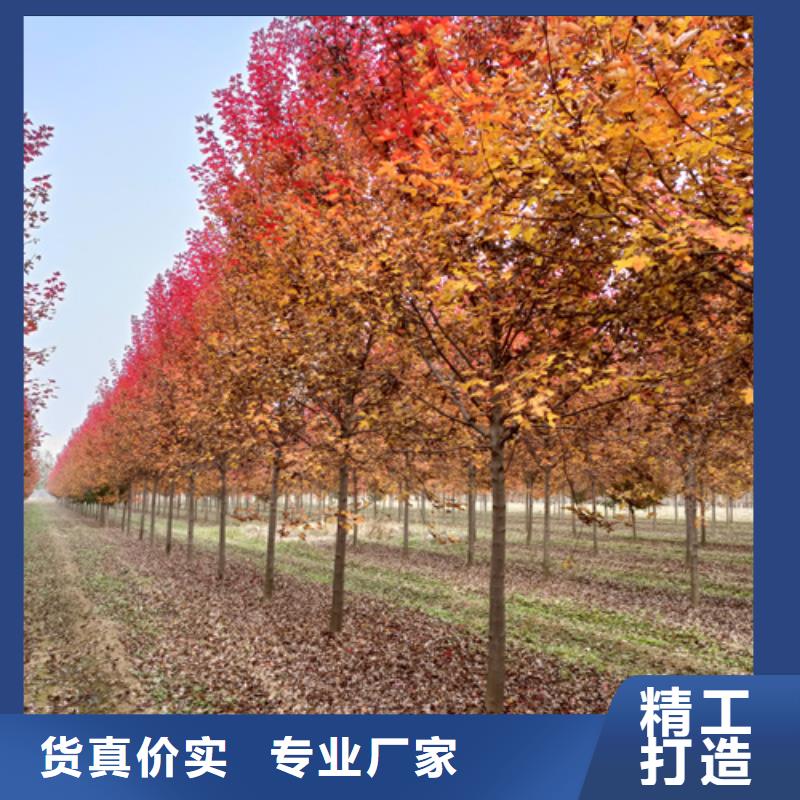 法桐美國(guó)紅楓性價(jià)比高