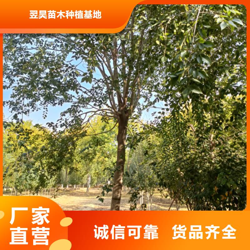 法桐美国红枫自产自销