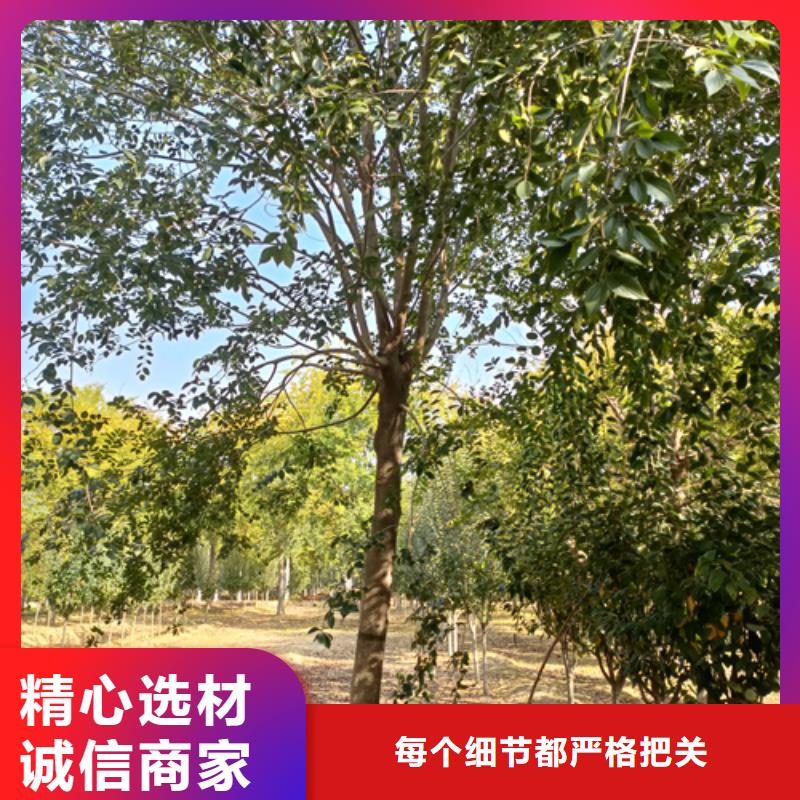 造型法桐行内优选