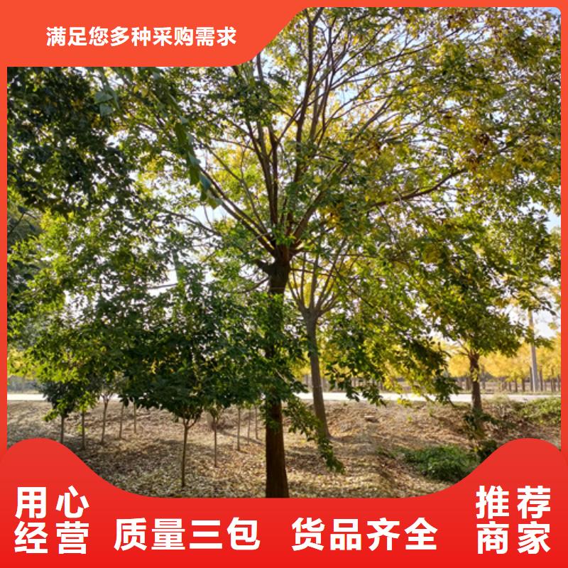 法桐金葉復(fù)葉槭超產(chǎn)品在細節(jié)