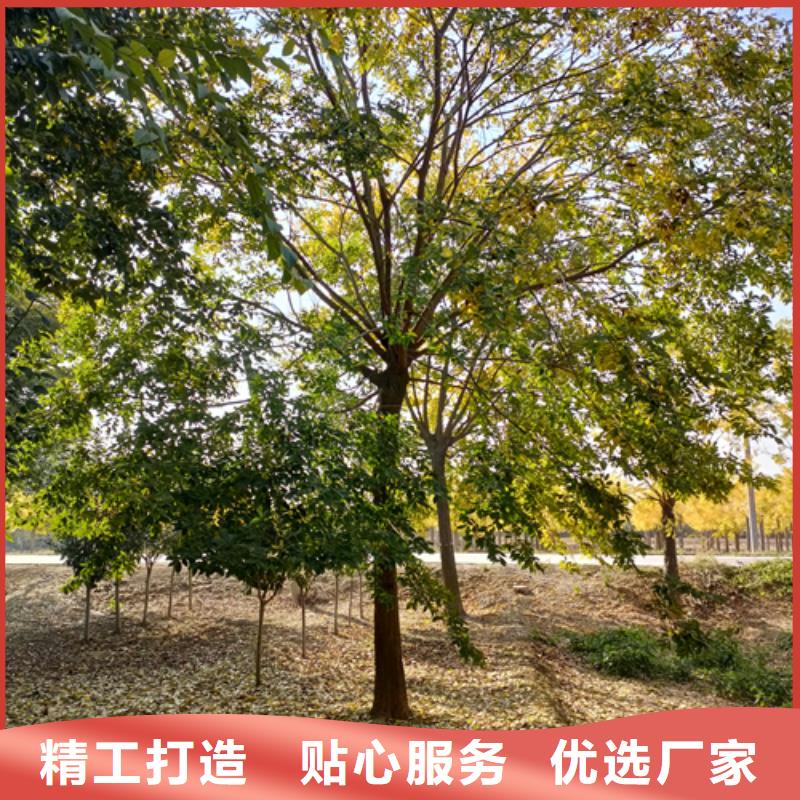 法桐-黄金槐优质货源