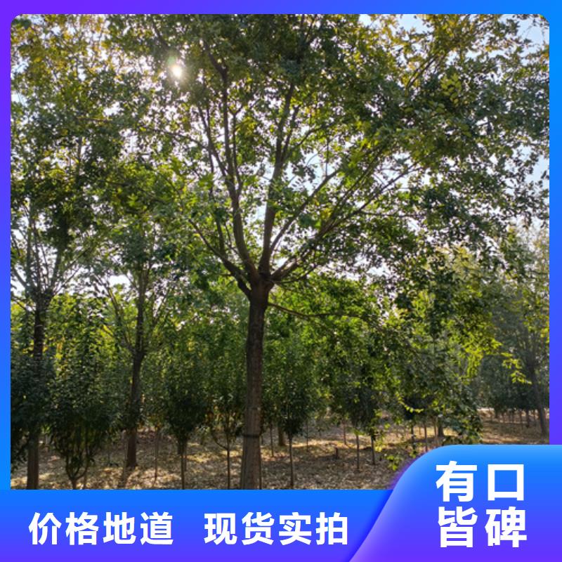 法桐西府海棠交货准时