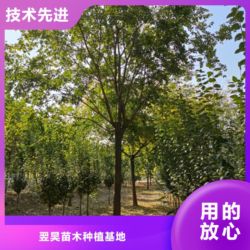 质量靠谱的法桐厂家