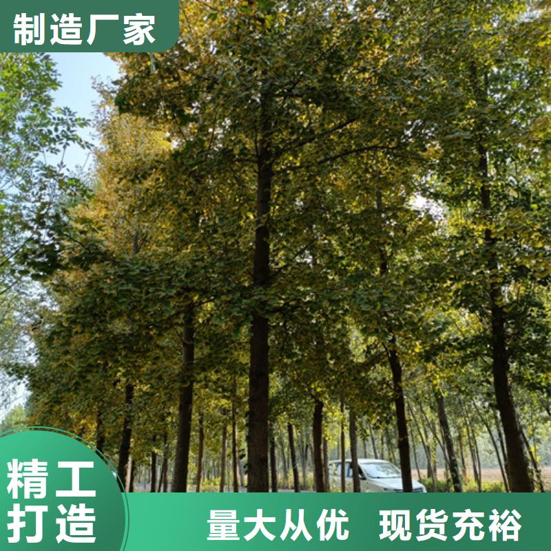 速生法桐廠家-發(fā)貨及時(shí)