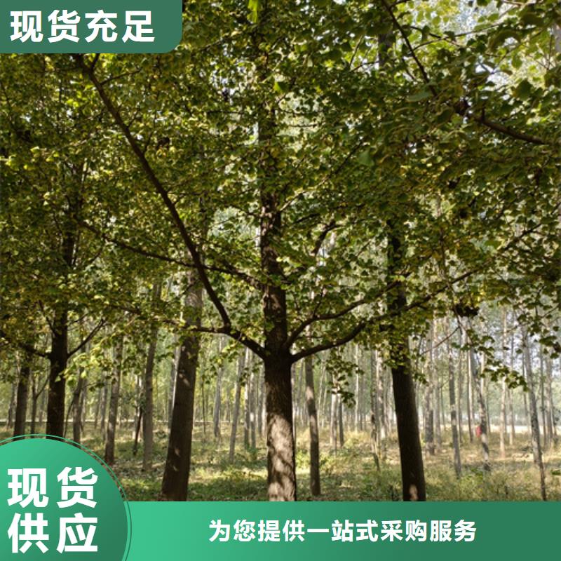 法桐小苗-全國發(fā)貨
