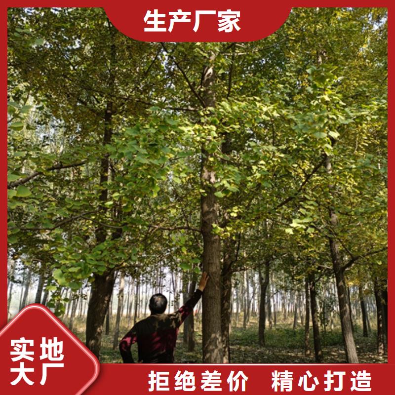 法桐黃金槐自營品質(zhì)有保障
