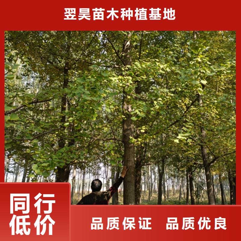 法桐美国红枫自产自销