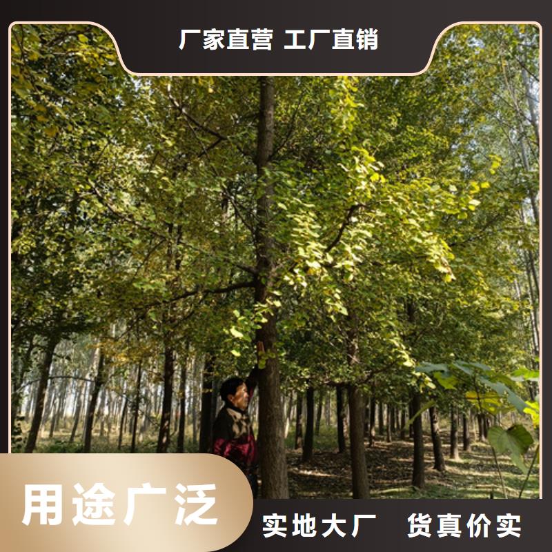 法桐-法桐可定制