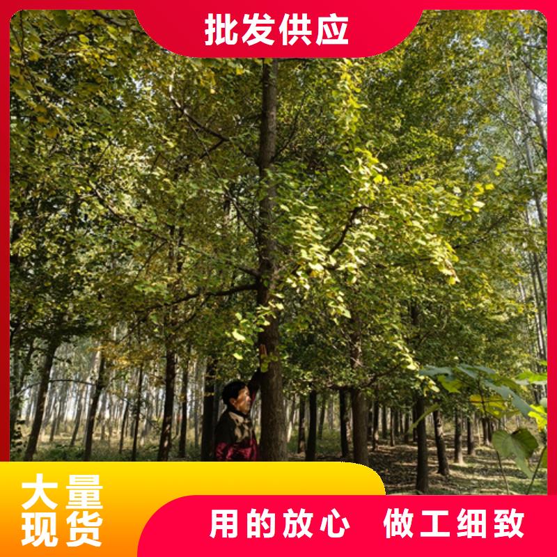 法桐【金叶槐】厂家