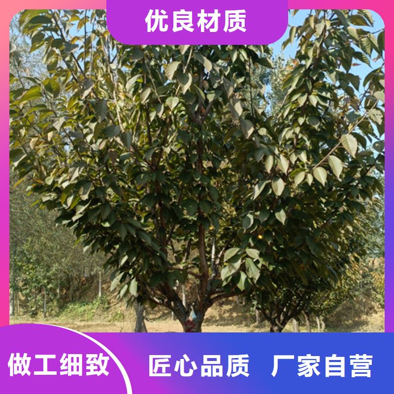 法桐小苗、法桐小苗厂家-诚信经营
