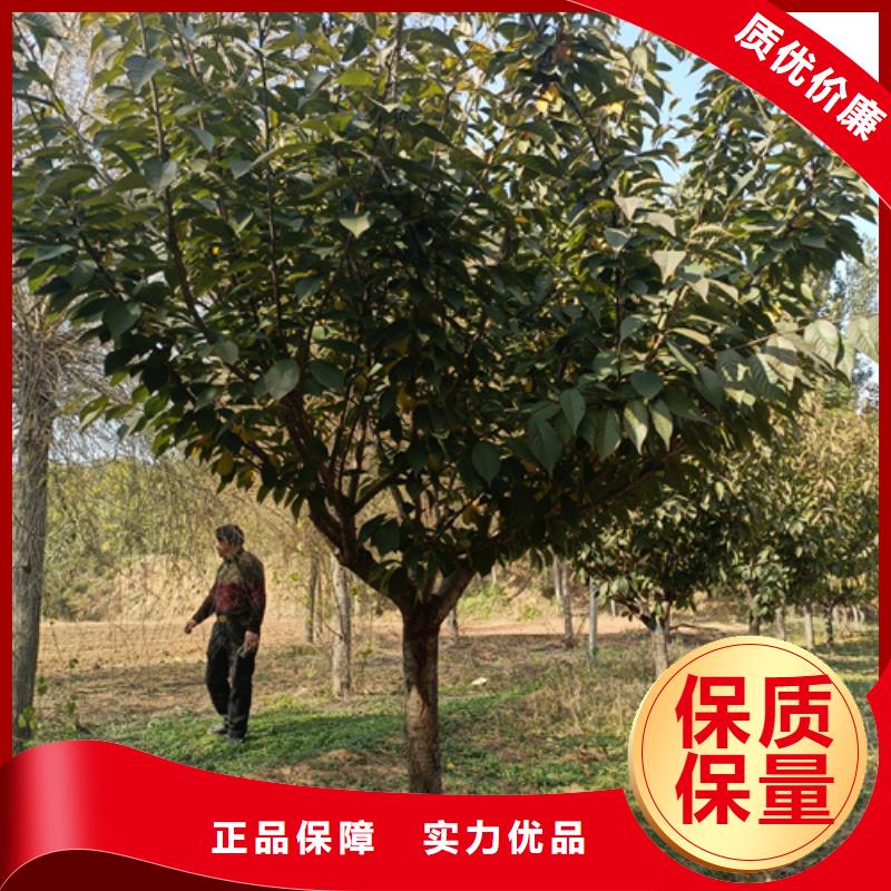 【图】速生法桐厂家