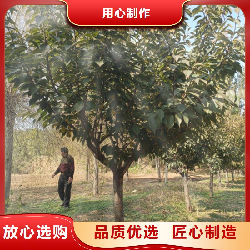 造型法桐靠谱厂家