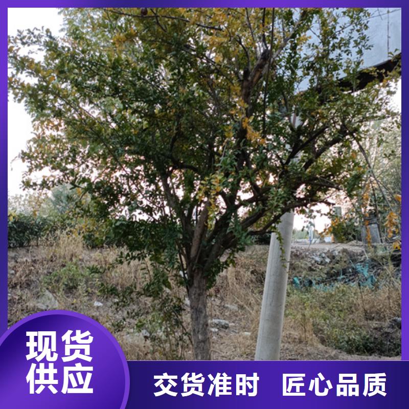 法桐-物美價廉