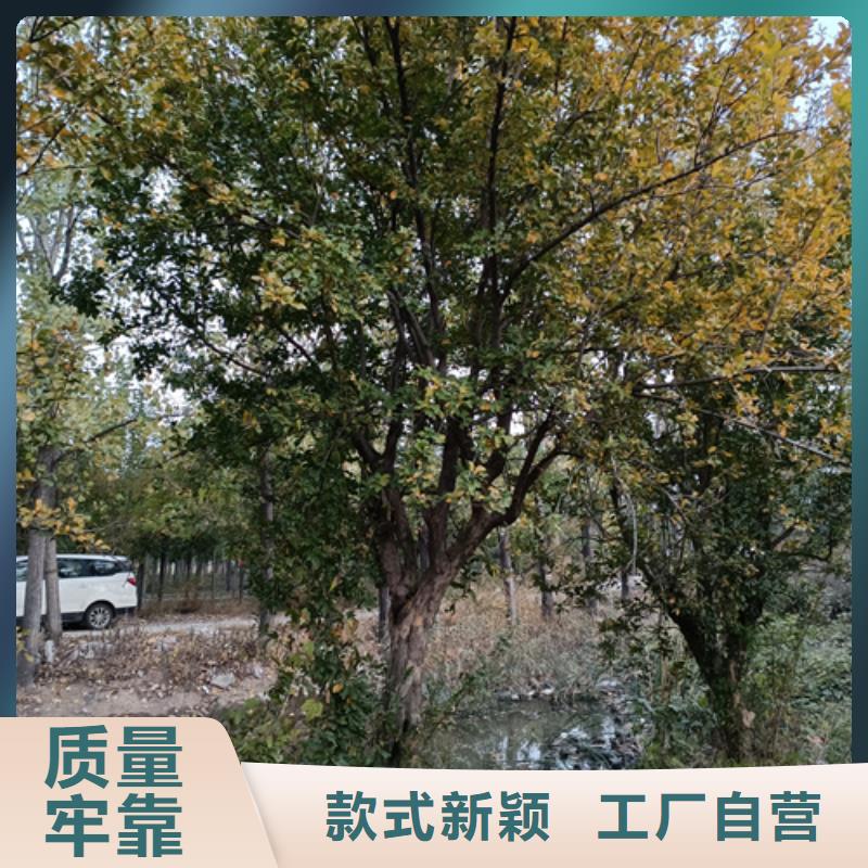 造型法桐10年品質(zhì)_可信賴