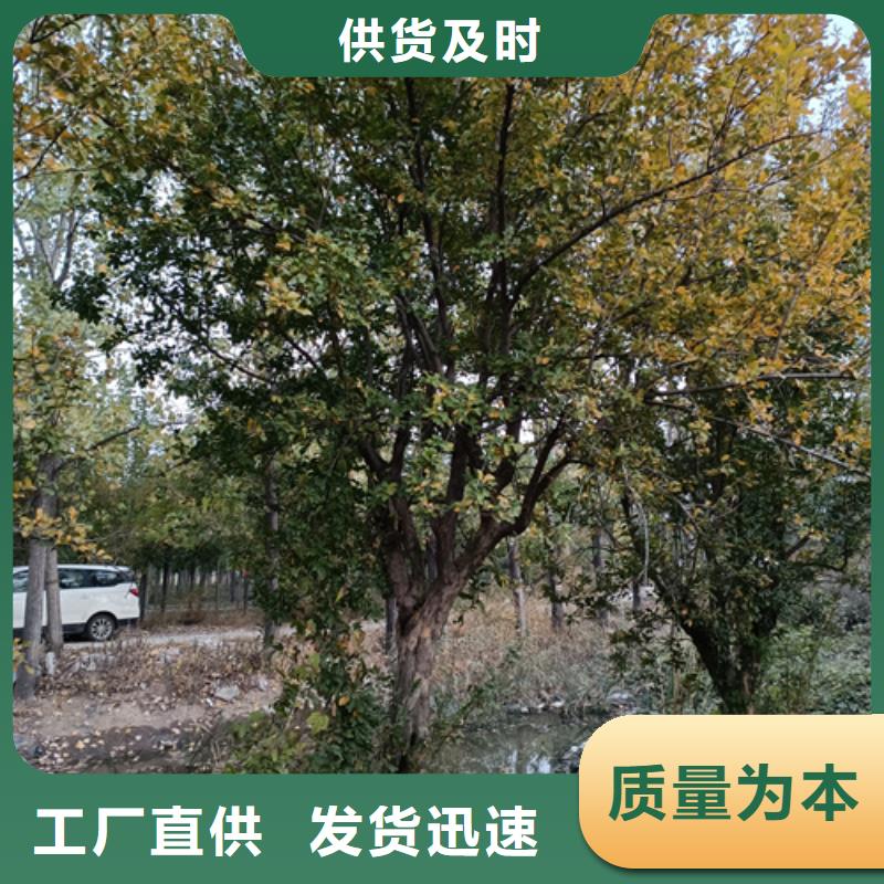 法桐,五角枫用心服务