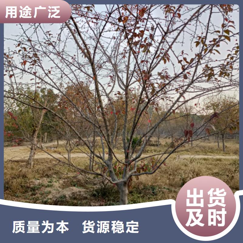 法桐黃金槐專注品質(zhì)
