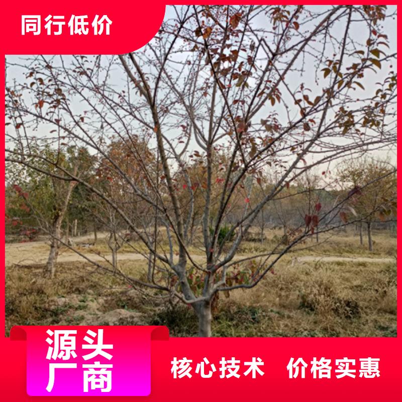 法桐价格种植基地绿化苗木