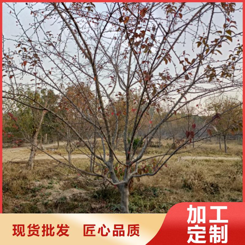 法桐櫻花現(xiàn)貨滿足大量采購