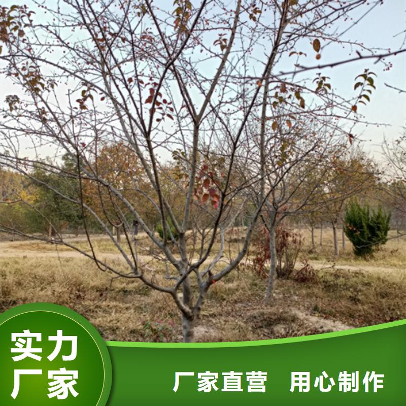 法桐,五角枫好厂家有担当