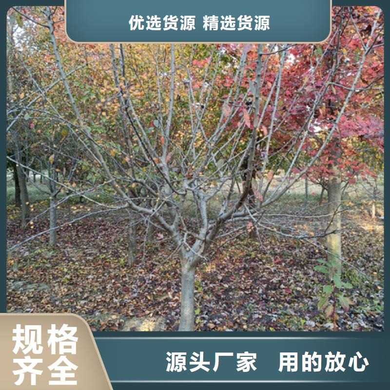 法桐-北京欒準(zhǔn)時(shí)交付