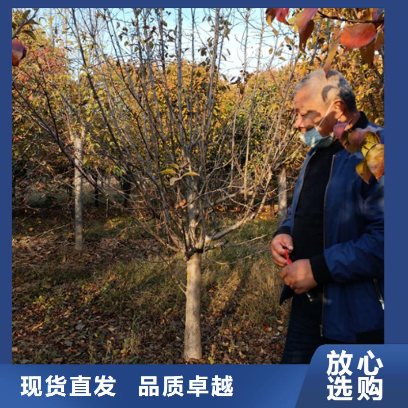 法桐,白蜡源头厂家直销
