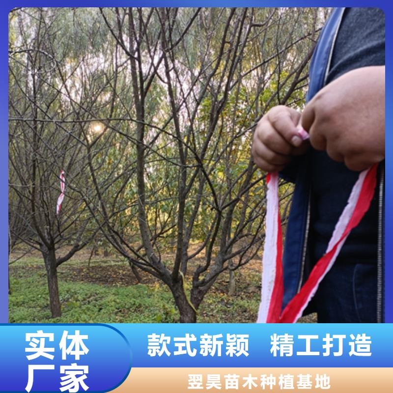 法桐金葉復(fù)葉槭源頭采購(gòu)