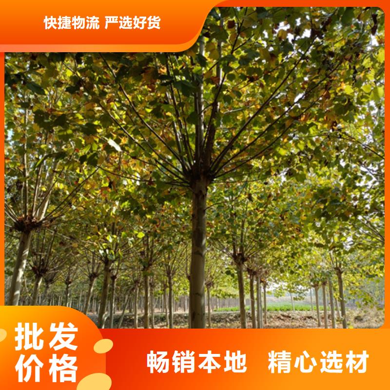 【法桐西府海棠用途廣泛】