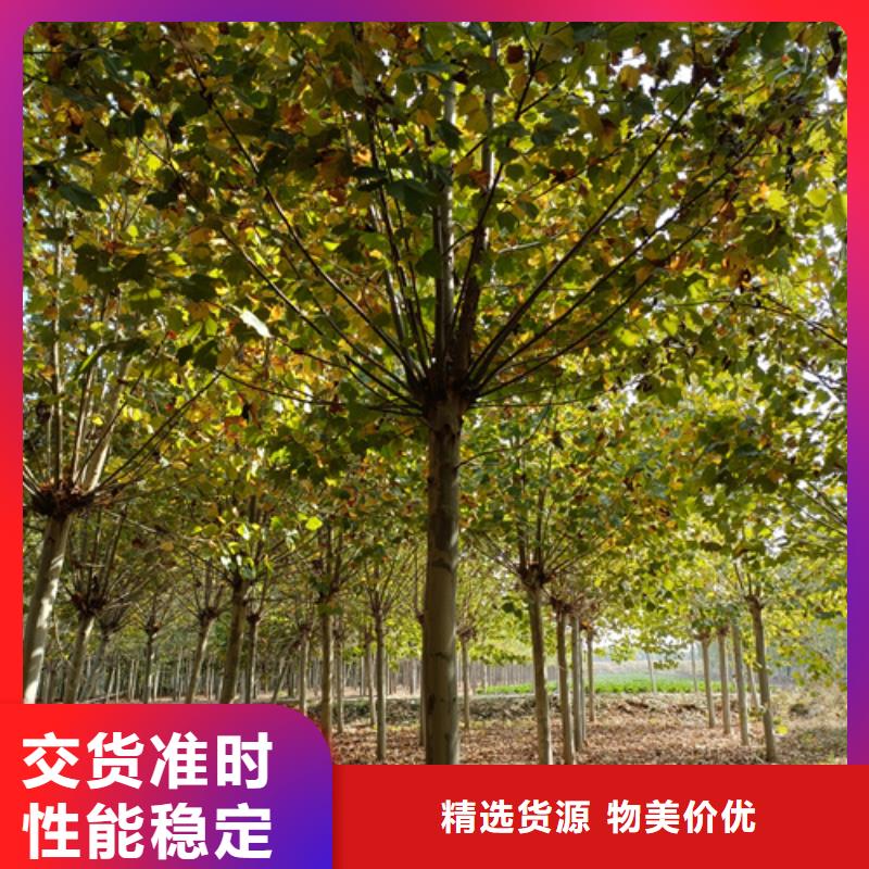 法桐,金葉復(fù)葉槭服務(wù)至上