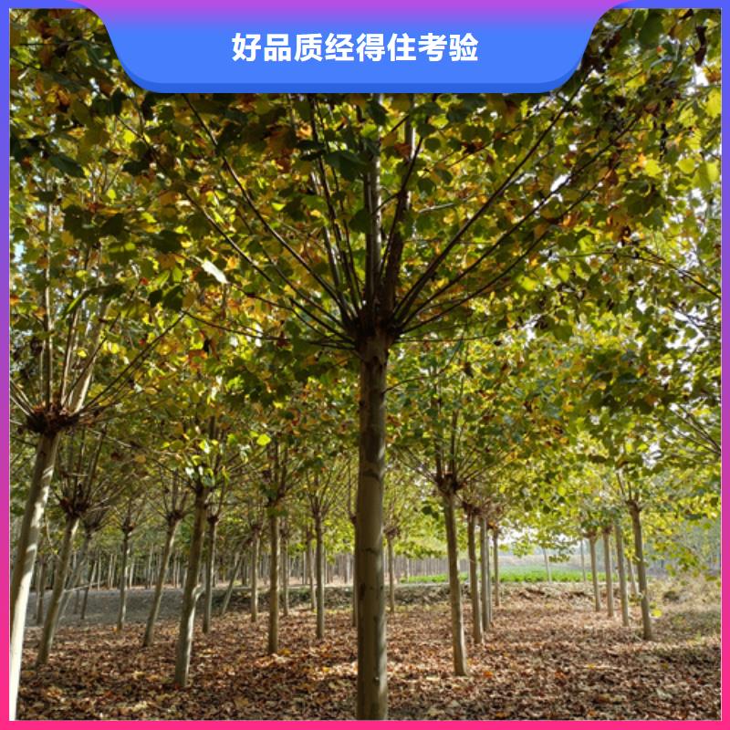 法桐金叶复叶槭超产品在细节