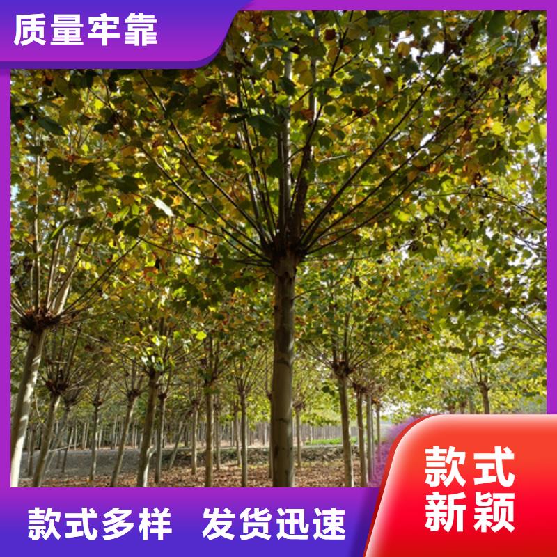 法桐截桿發(fā)帽貼心服務(wù)