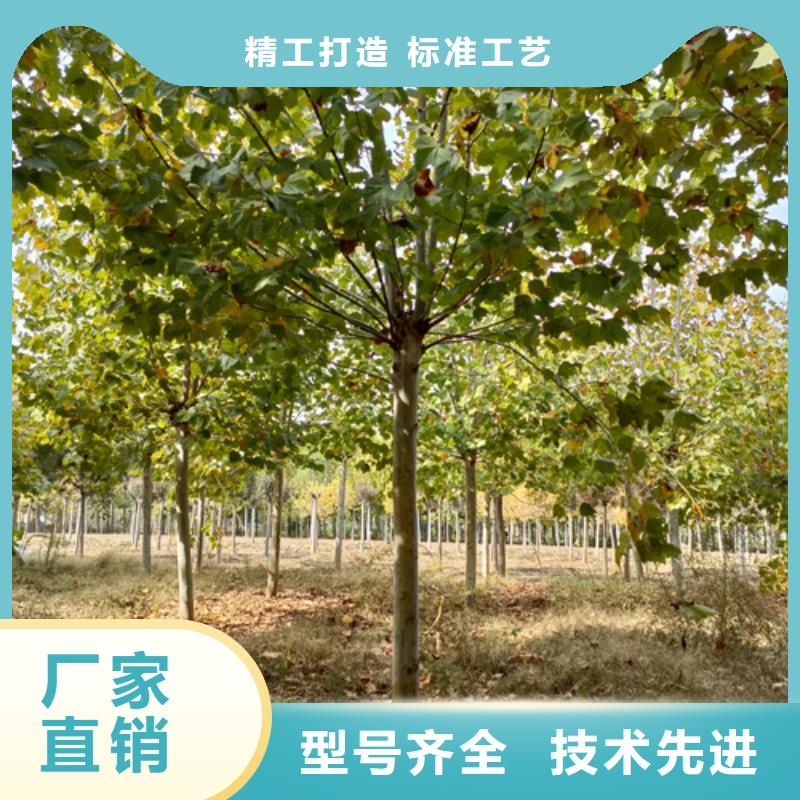 法桐小苗現(xiàn)貨供應(yīng)廠家