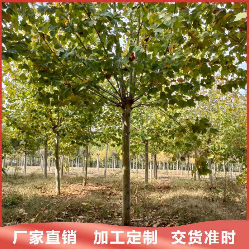 法桐黄金槐用心制作
