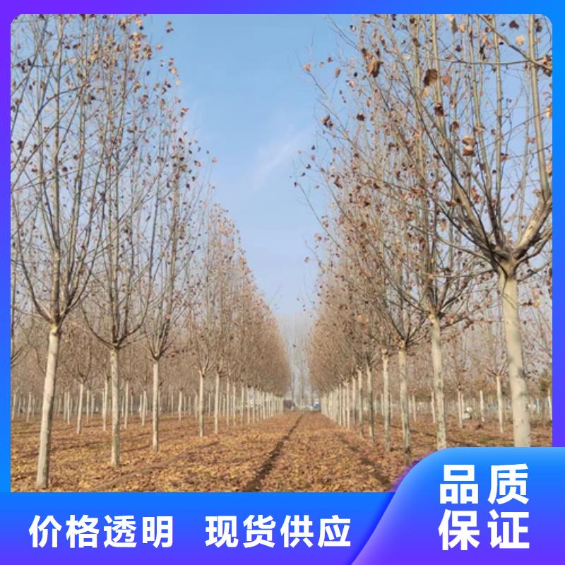 法桐金叶槐欢迎新老客户垂询