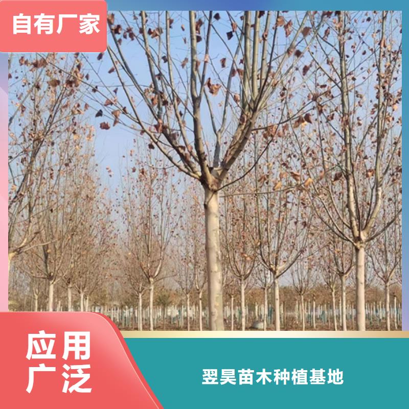 速生法桐放心選擇綠化喬木