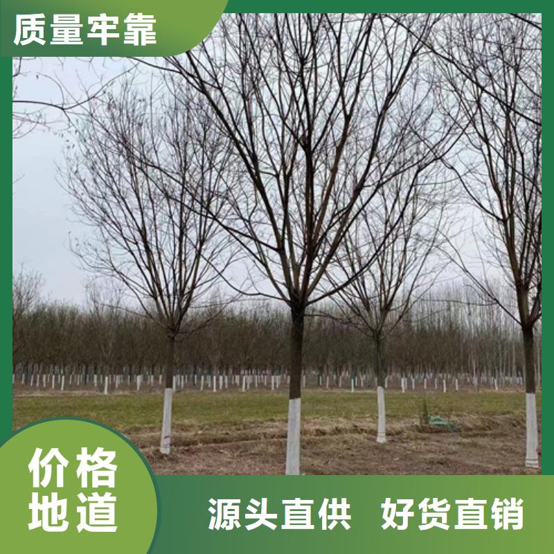 速生法桐大量批發(fā)
