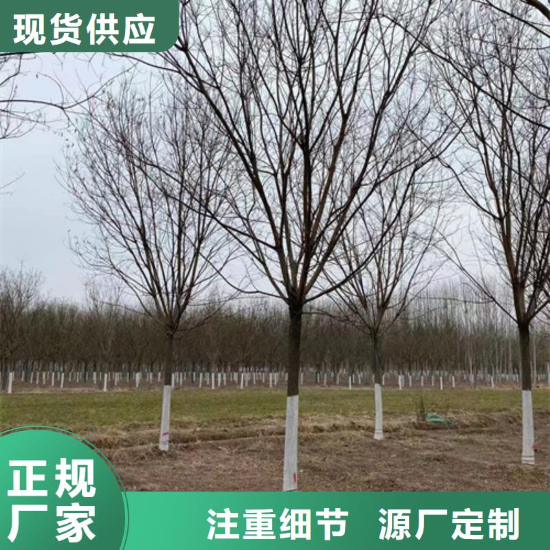 法桐,白蜡源头厂家直销