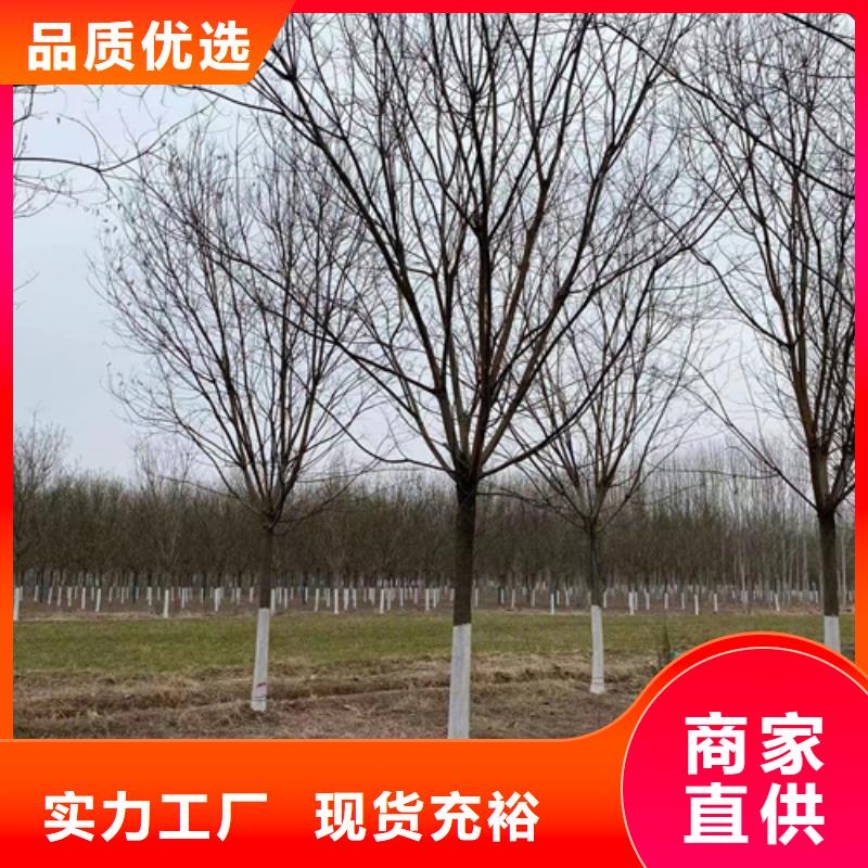 法桐金葉復(fù)葉槭價格地道