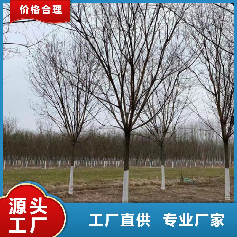 法桐美國(guó)紅楓性價(jià)比高