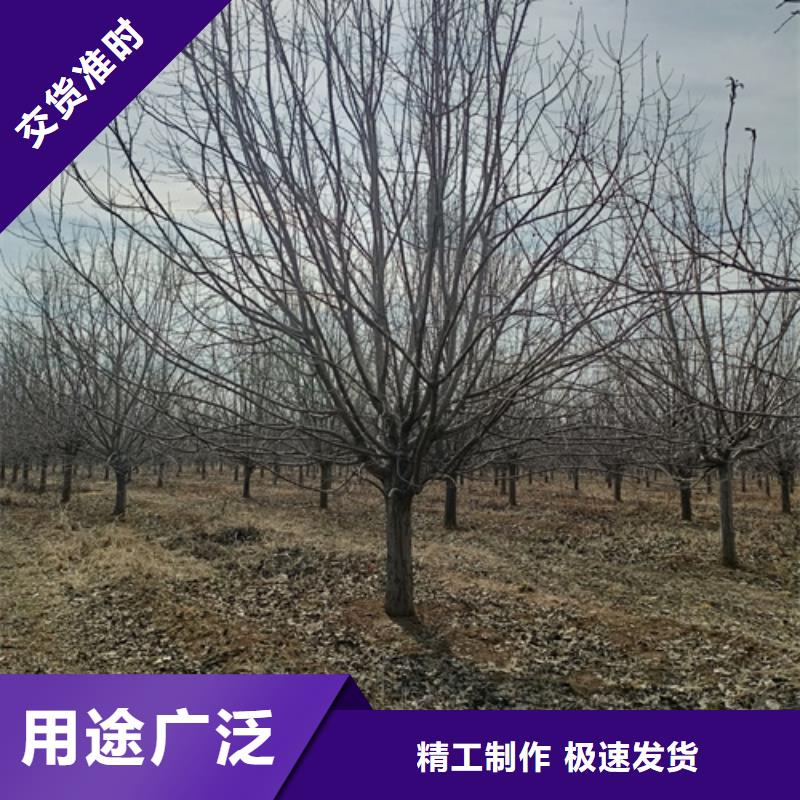 法桐現(xiàn)貨直供苗木基地