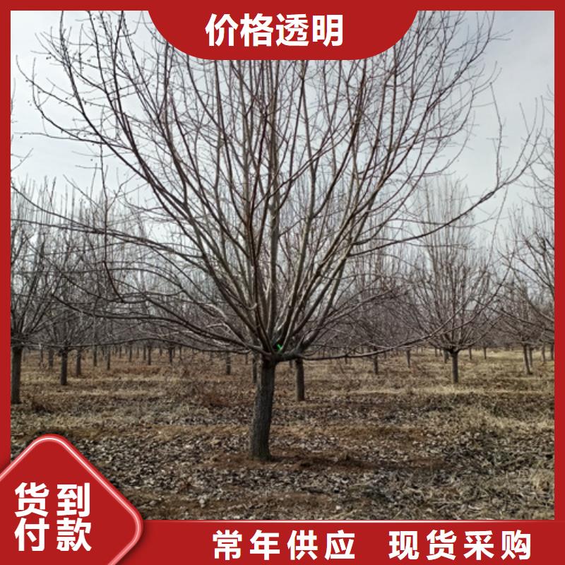 法桐,金叶复叶槭做工细致