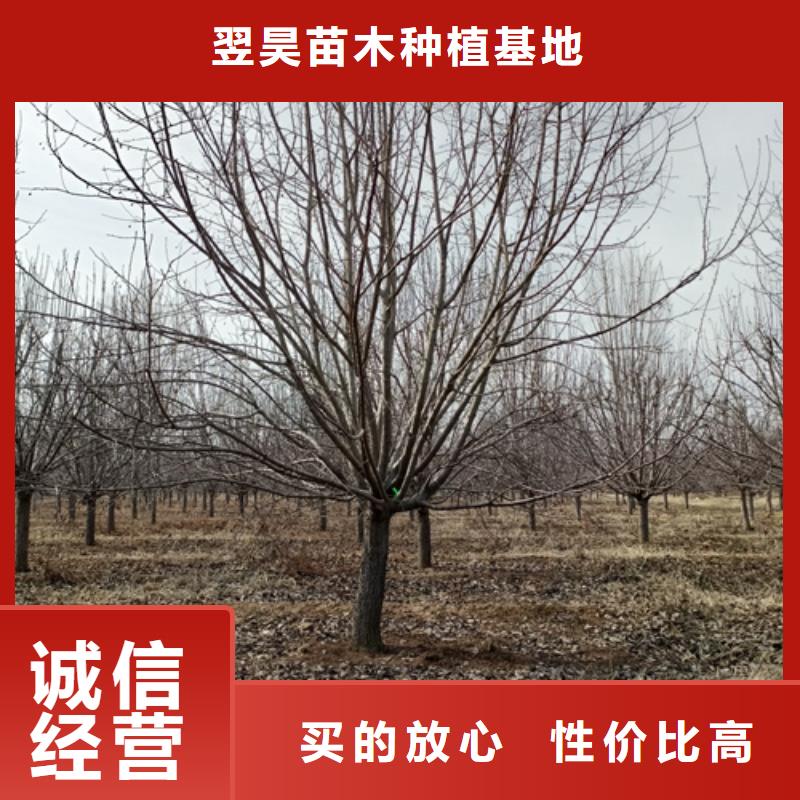 生產(chǎn)法桐的批發(fā)商