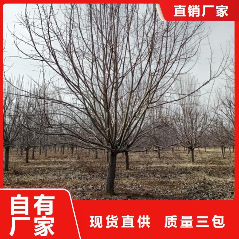速生法桐大量批發(fā)