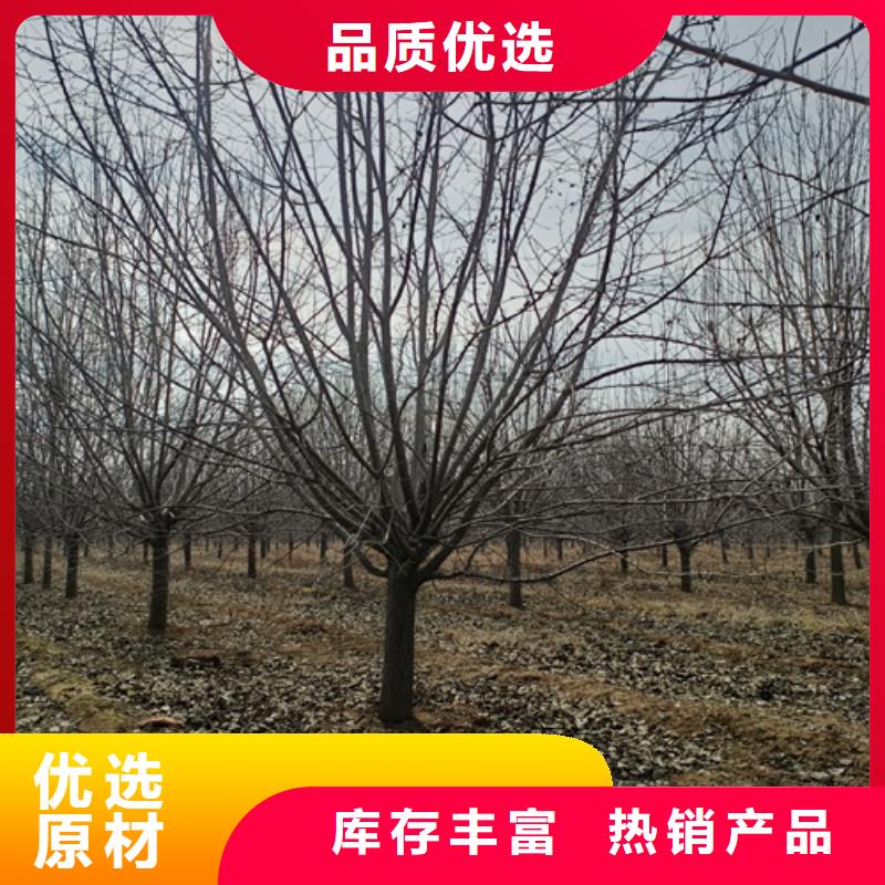 法桐小苗現(xiàn)貨供應(yīng)廠家