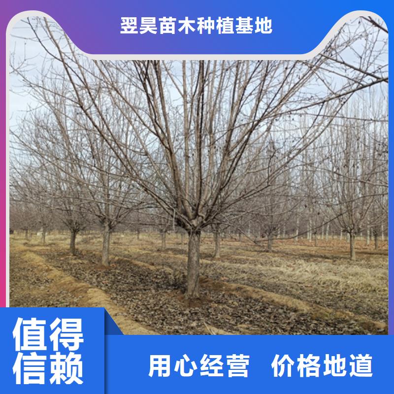 法桐截杆发帽批发供应