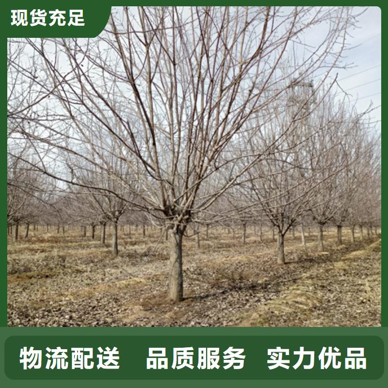 造型法桐靠谱厂家