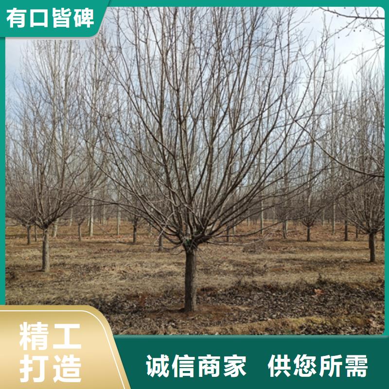 法桐美国红枫实力优品