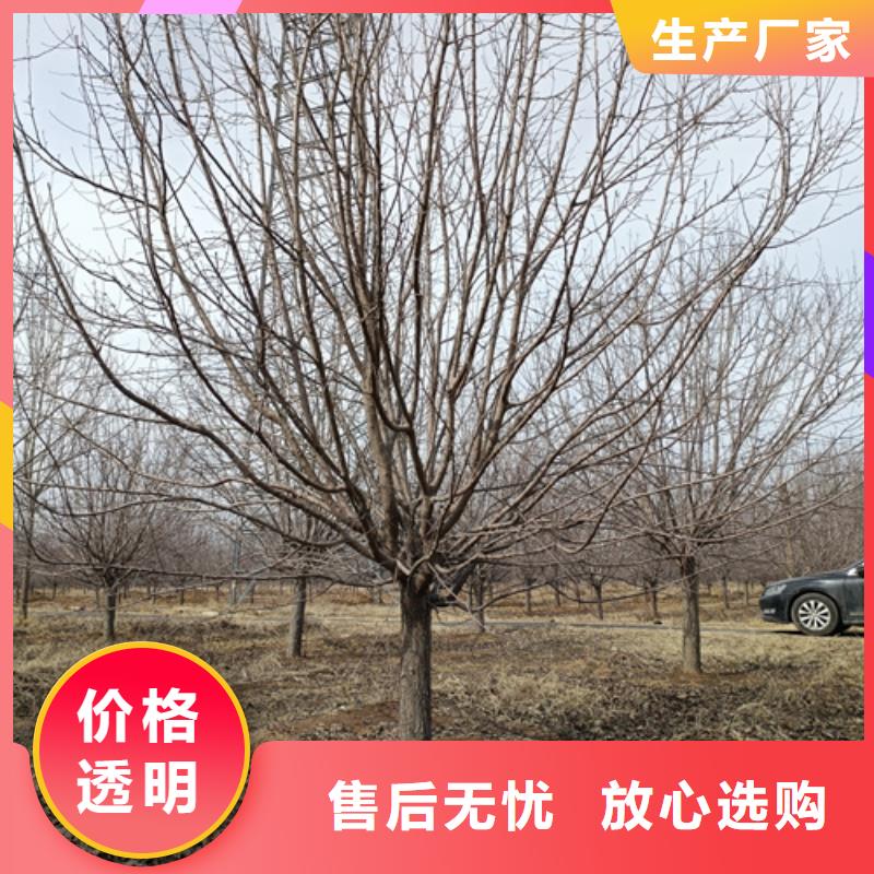 法桐国槐优良材质