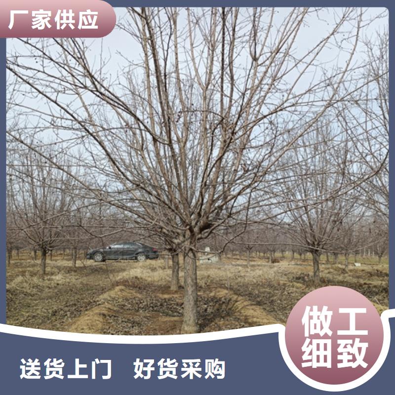 法桐白蠟廠家直銷放心