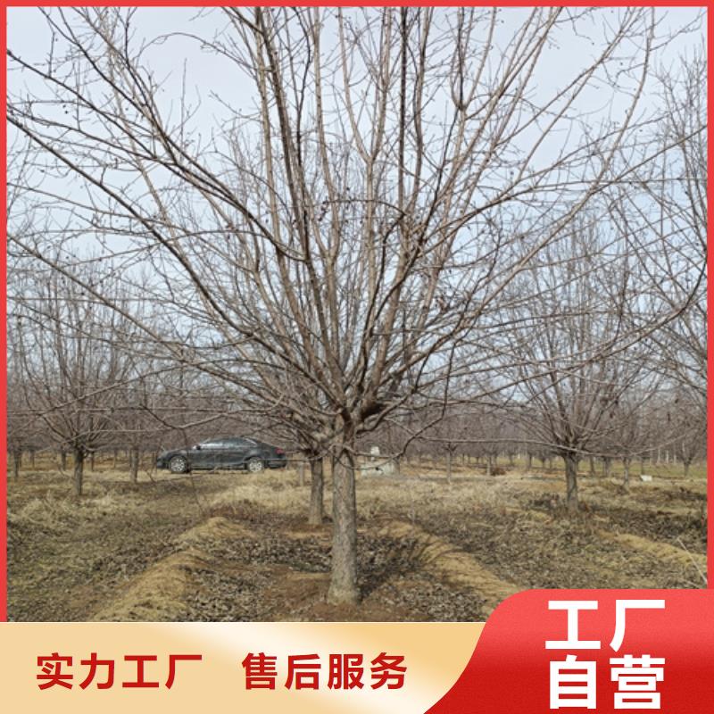 法桐五角楓廠家十分靠譜